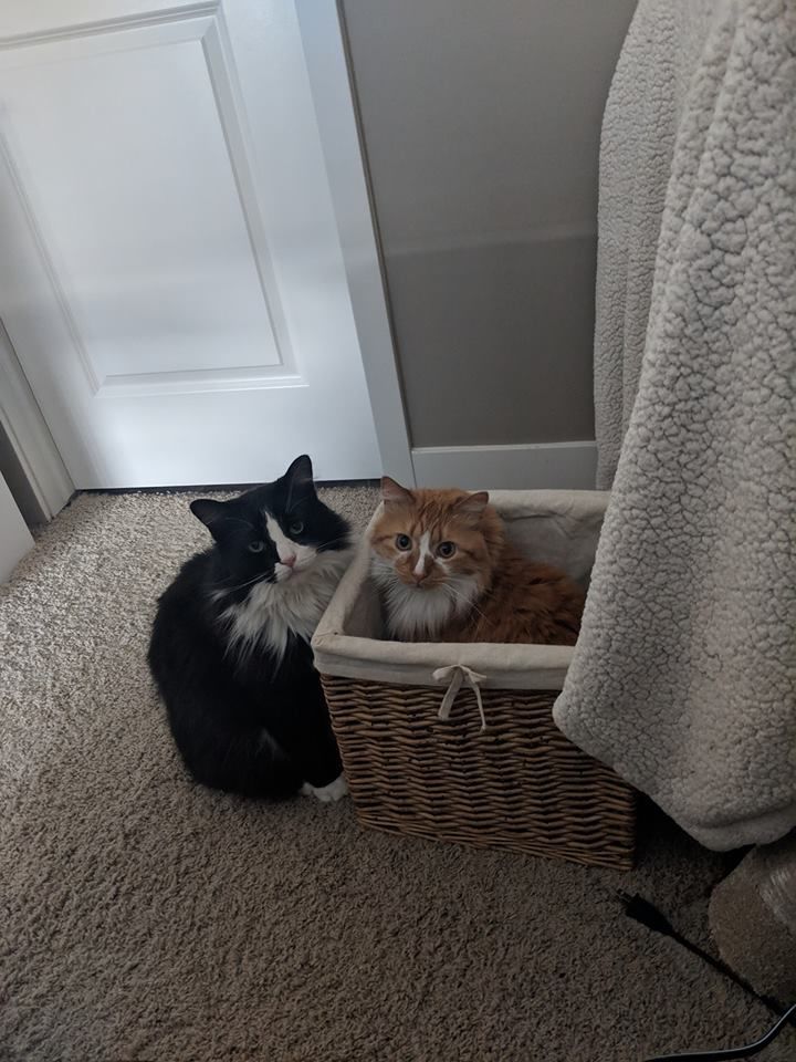 Ollie and Mo - Catie Swanson.jpg